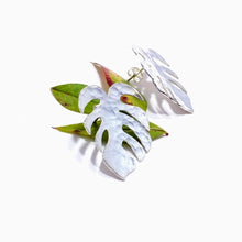 Load image into Gallery viewer, Amazona Monstera